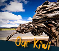 Kiwi Driftwood Sculpture - Forgotten World Project